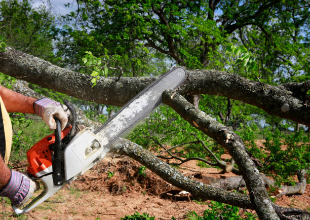 Best Tree Mulching  in Lagrange, IN